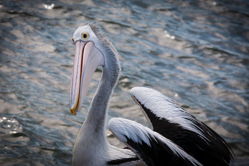 Jim Moorehead: Australian Pelican